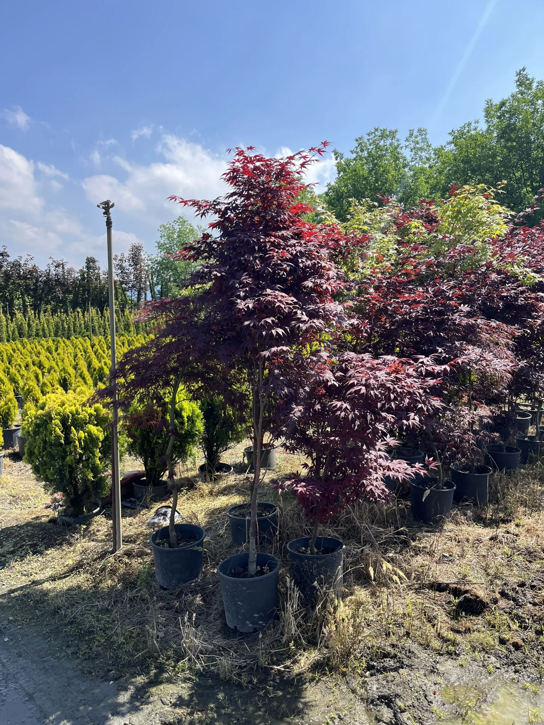 Acer Palmatum(Aşılı)